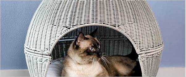 Durable cat furniture for hefty felines